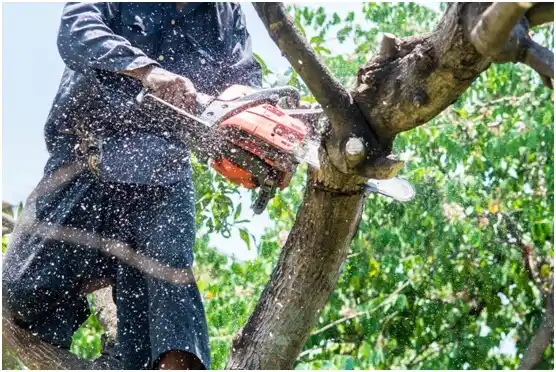 tree services Long Beach